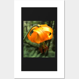 The Light Lantern of the Tiny Orange Forest Lily Posters and Art